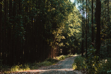 sunset in the forest