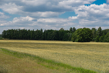 Obraz premium Field covered with plants in front of forest during cloudy day with blue sky