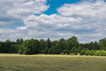 Field covered with plants in front of forest during cloudy day with blue sky
