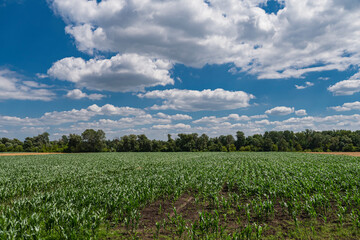 Landscape with corn growing in the field during early summer