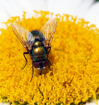 Close-up of a fly feeding on a daisy petal. Daisy Landing: Up Close with a Fly. Micro World: The Daisy and the Fly.