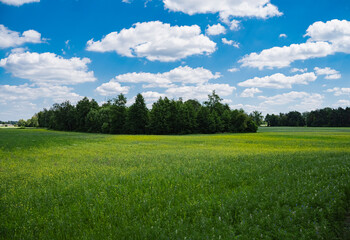 Landscape with a meadow full of lupinus plants growing near forest