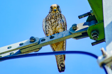 Common Kestrel sitting in the city