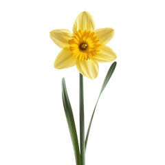 A single yellow daffodil cut out transparent isolated on white background PNG file