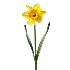 A single yellow daffodil cut out transparent isolated on white background PNG file © Png - Video - Photo