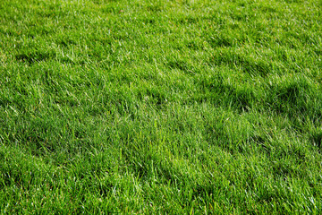 Fresh Green Lawn Close-Up Background Sunset