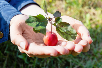 Hands holding a small red apple with leaves