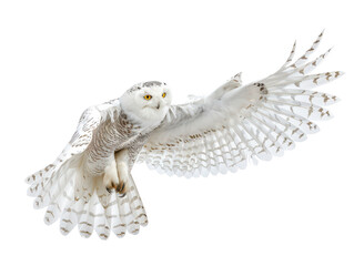 A majestic snowy owl with outstretched wings in mid-flight cut out transparent isolated on white background PNG file © Png - Video - Photo