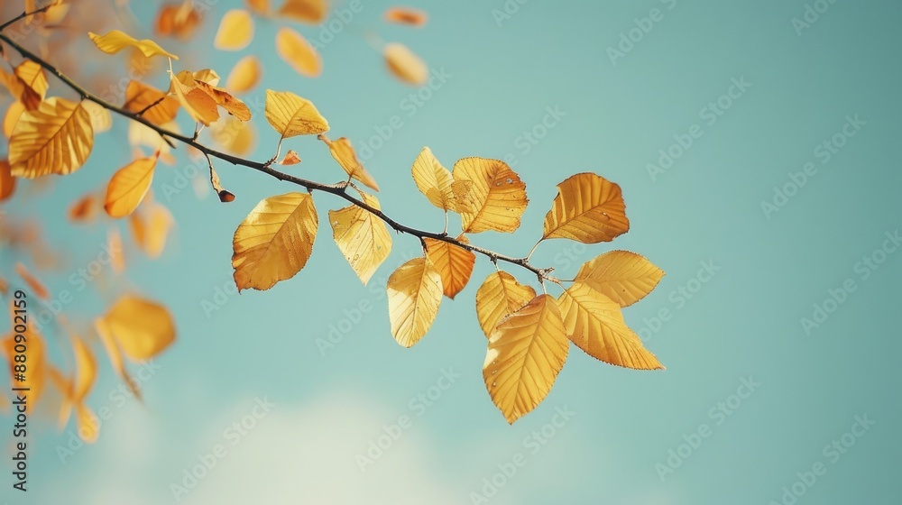 Canvas Prints Yellowed leaves on a tree branch against the October sky