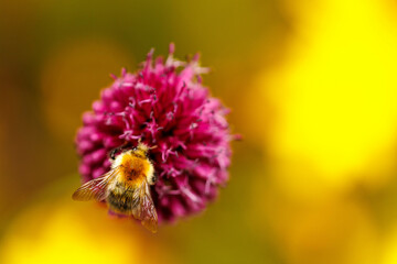  Ackerhummel (Bombus pascuorum)