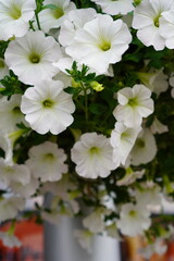 Many white petunias blooming flowers shaped as ball (round shape) in a street pot.