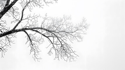 A tree branch is shown in black and white