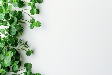 Green leaves on white background, minimalist design, plenty of c