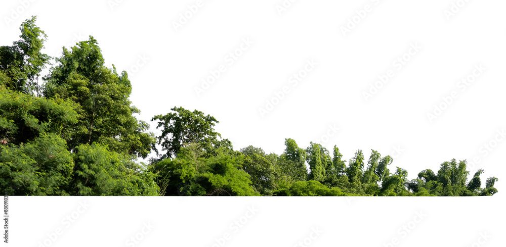 Wall mural forest with trees and bushes