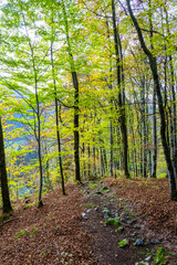 Fall - Autumn in the Bregenz Forrest - Bregenzerwald - State of Vorarlberg, Austria