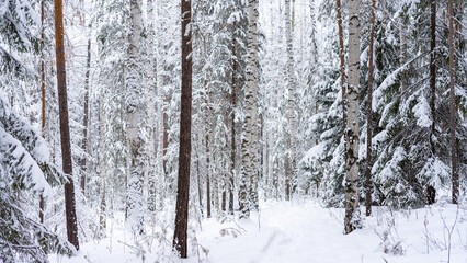 Fototapeta premium Trunks of birches and pines in winter snow-covered forest. Path for a walk in the forest. Active lifestyle