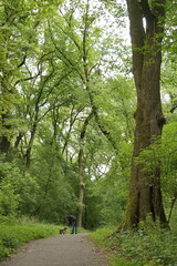 Przylasek Rusiecki koło Krakowa - Polska. Drzewa.