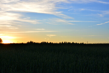 a field of corn with amazing sunset in the background