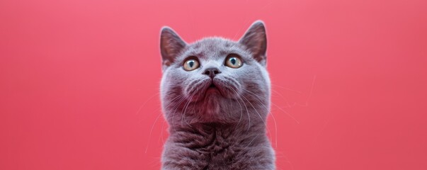 Obraz premium A grey cat with yellow eyes is looking at the camera on red background. Free copy space for banner.