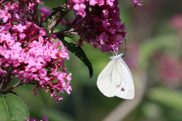 Ein Kohlweißling sitzt auf einer Blütenrispe eines Schmetterlingsstrauches