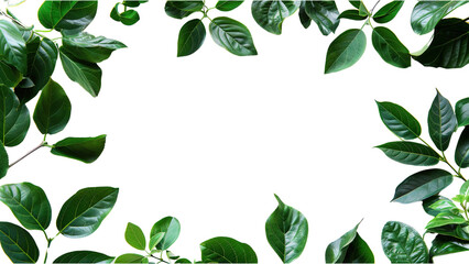 Obraz premium Green leaves frame isolated on a transparent background