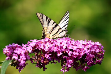 Ein Segelfalter sitzt auf den Blüten des Sommerflieders