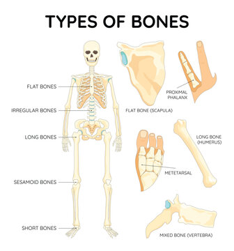 Bones types skeleton. Educational anatomical diagram. Bones location and titles example. Labeled educational scheme, anatomy outline diagram. Educational medical vector illustration