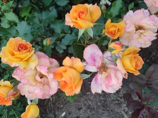 wonderful roses