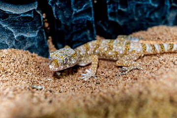 エレガンスボウユビヤモリのマクロ