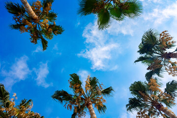 Green palm leaves against blue sky. Palm trees in backlit summer sunlight. View from bottom to top. High quality photo