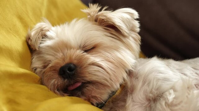 Old dog stuck out his tongue and recting or sleeping on sofa.