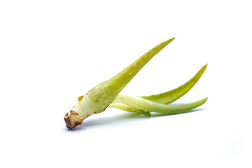Aloe Vera Offset Pup Isolated on White Background