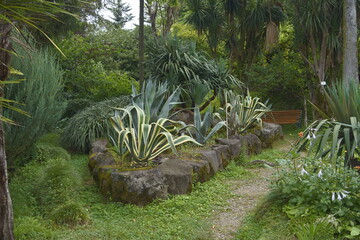 Lato 2024 w Gruzji. Ogród botaniczny w Batumi. Aloesy. © Roman Trojanowski