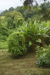 Lato 2024 w Gruzji. Ogród botaniczny w Batumi. Paprocie. © Roman Trojanowski