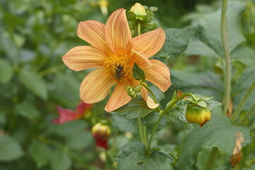 Lato 2024 w Gruzji. Ogród botaniczny w Batumi. Piękne kwiaty.