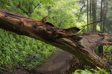 Weiches Licht am Morgen, frisches Gr&uuml;n im Juli bei Nebel und Dunst , alter Mischwald Dammelsberg
