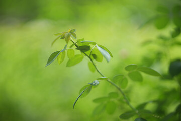 Bright large red flower of Chinese hibiscus (Hibiscus rosa-sinensis) on blurred background of garden