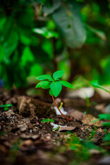 Bright large red flower of Chinese hibiscus (Hibiscus rosa-sinensis) on blurred background of garden
