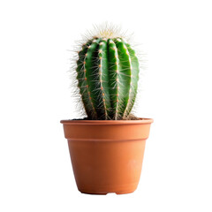 A small cactus in a pot on white background