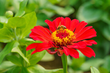 Obraz premium Large-scale planting of multi-colored flowers
