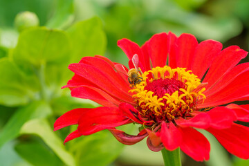 Large-scale planting of multi-colored flowers