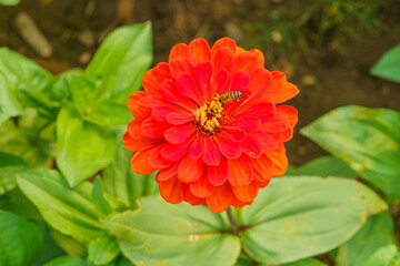 Large-scale planting of multi-colored flowers