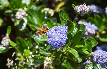 A bee pollinates California lilac (ceanothus) flowers 