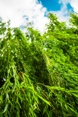 Leaf Crowded Branches of a Willow Tree Hanging Down on a Hot Sunny Summer Day