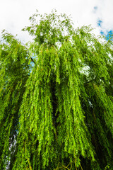 Obraz premium Hanging Leaves of Crowded Branches of a Willow Tree Viewed Bottom Up