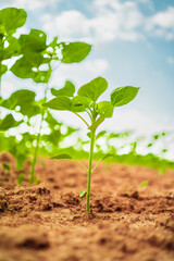 Agricultural Plant Offspring for the Upcoming Crop Harvest Growing out of the Rich and Nourishing Dark Brown Soil Ground in a Field