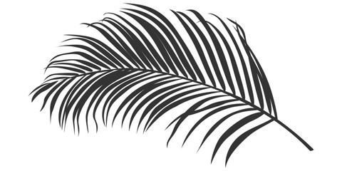 Fototapeta premium Palm leaf silhouette, outline or shadow isolated on white background. Grey palm leaves.