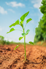 Offspring for the Upcoming Crop Harvest Growing Out of the Dark Brown Soil Ground Rich in Nutrients