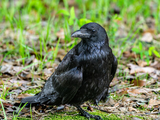 地面を歩くカラス
