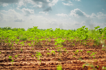 Growing Offspring on an Agricultural Farm Field with Brown Soil Ground